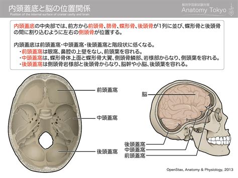 頭 位置|内頭蓋底と脳の位置関係 